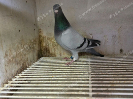 8 Racing pigeons hens