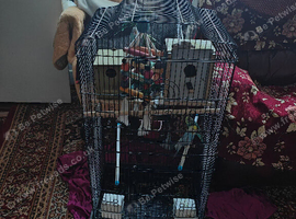 5 x budgies + XL Cage