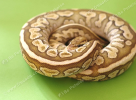 For sale Royal python
