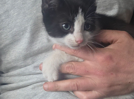 Female cat