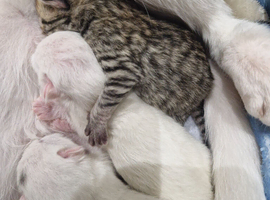 Kittens ready in 6 weeks