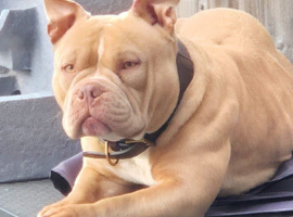Beautiful pocket bully pups