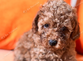Beautiful Toy Poodle Puppies &ndash; Loving Homes Sought