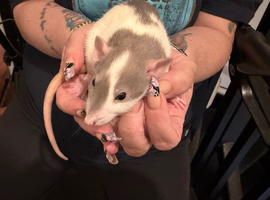 Adorable baby dumbo rats