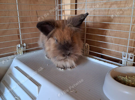 Female lionhead rabbit for sale