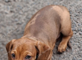 Gorgeous dapple Dachshund boy