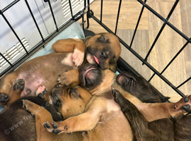 American bulldog x rottweiler