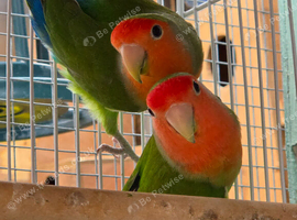 Lovebirds For Sale