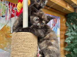 FLUFFY TORTIE FEMALE KITTENS 2 LEFT