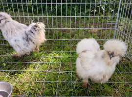 Silkie bantam pair
