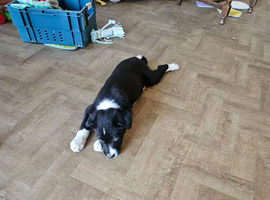 Black and White Bitch Collie 9 weeks
