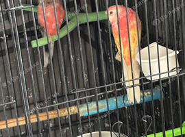 2 Rosey bourkes