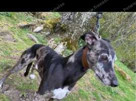 Lurcher for stud