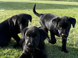 Beautiful Black Labrador Puppies