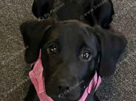 Patterdale terrier female pup