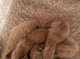 Ragdoll kittens