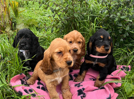 Stunning show type cocker spaniel puppies