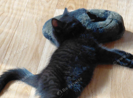 1 Female Kitten