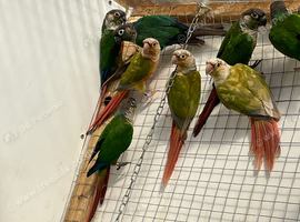 Conure