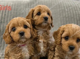 Beautiful Cavapoo Puppies