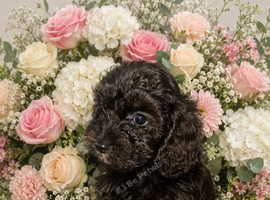 Cavapoos