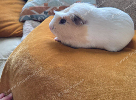 2 male guinee pigs
