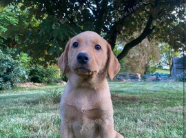 Superb Fox Red & Golden Labrador Puppies