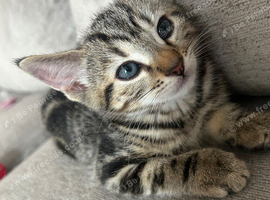 8 Week Old Stunning Male Kitten