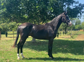 Sport Horse Youngstock Selection