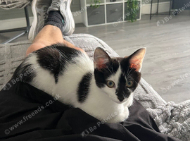 One male cat and one male kitten