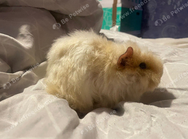 Texel guinea pig