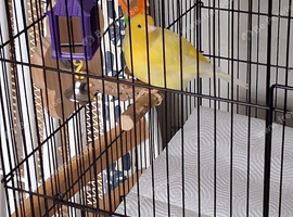Beautiful hen canary