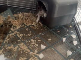 Russian dwarf hamster