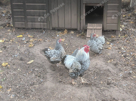 Breeding group of silver laced Wyandotte bantams