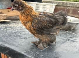 Pekin Bantam chicks