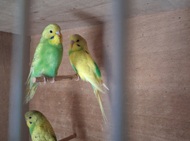 Baby budgies