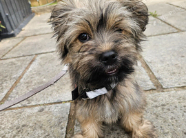 Shih tzu cross