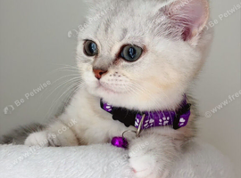 British Shorthair Kittens!