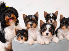 Beautiful tiny little fluffy puppies 2 girls Last girl left!