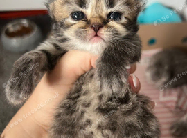 Persian kitten