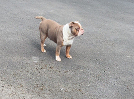 Old tyme bulldog loving home only