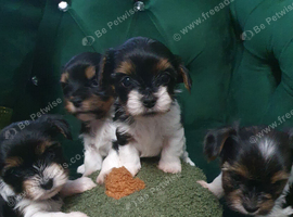 Biewer Terrier