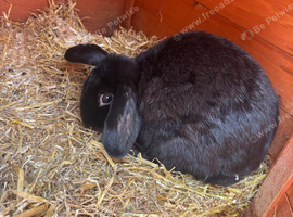 Female Entire Mini Lop