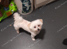 Bonny is looking for a forever home