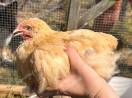 BUFF ORPINGTON COCKEREL