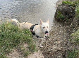 White German Shepherd