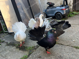 5 fantail pigeons for sale