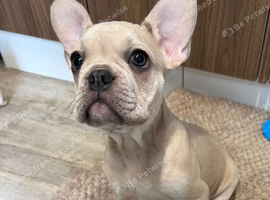 1 beautiful French bulldog
