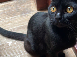 One year old cat looking for a forever home