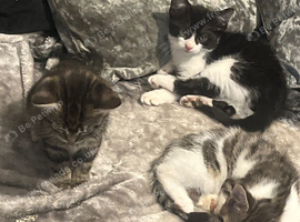 3 kittens for sale